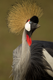 crane